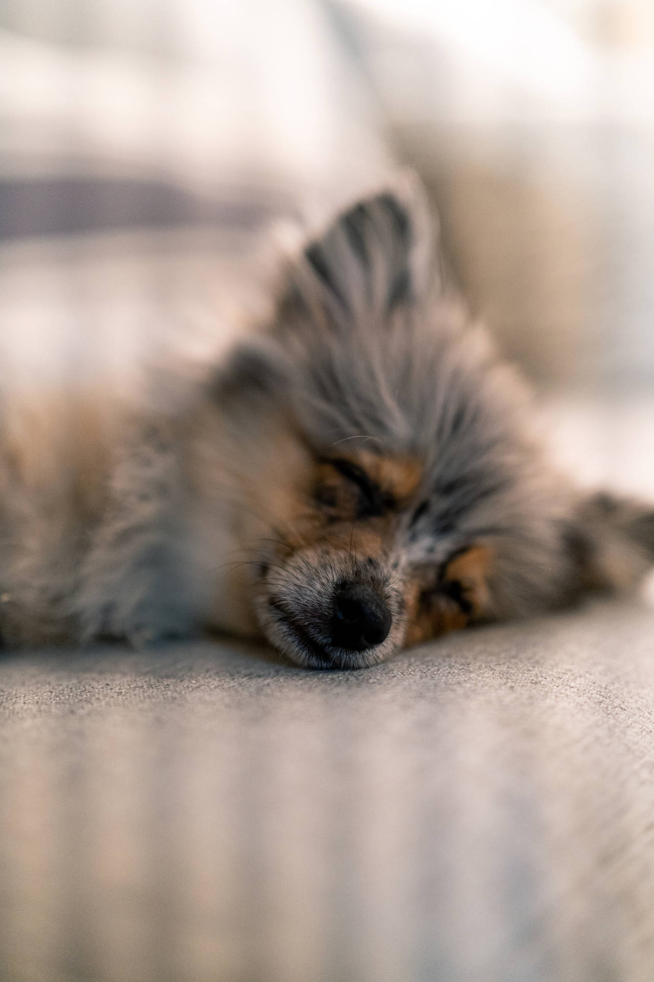 Gray Brown Pomeranian Puppy Sleeping