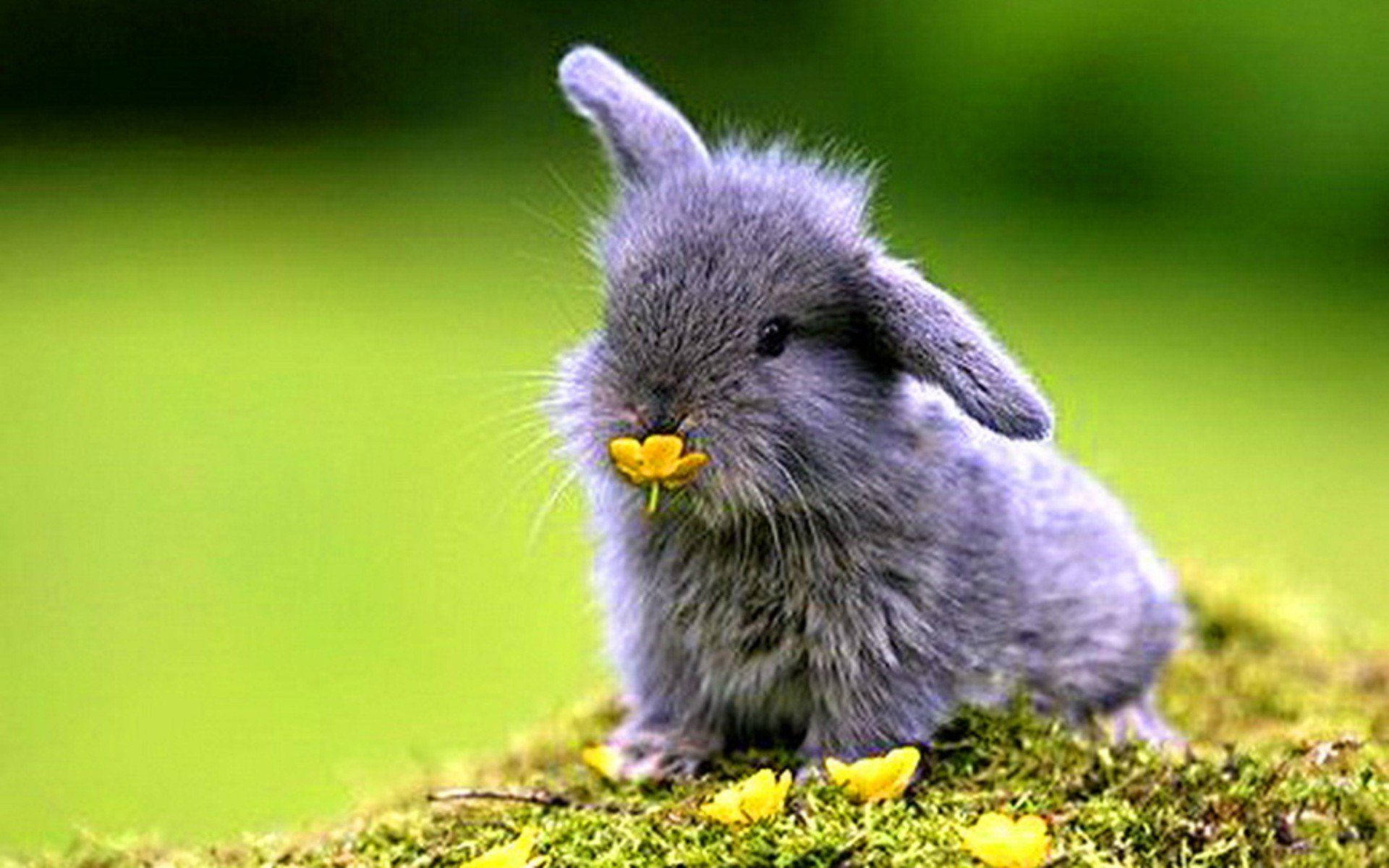 A beautiful gray bunny enjoying a yellow flower Wallpaper