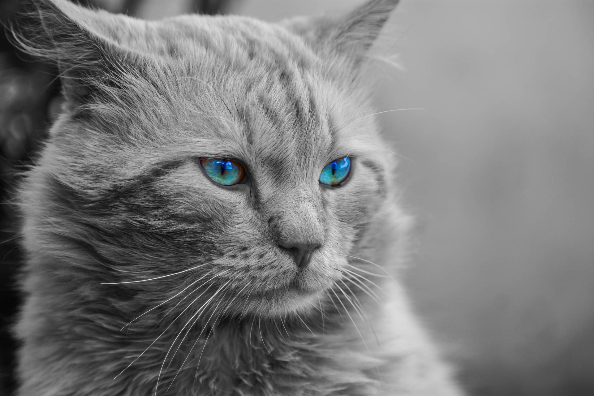 Gray Cat With Beautiful Blue Eyes Wallpaper