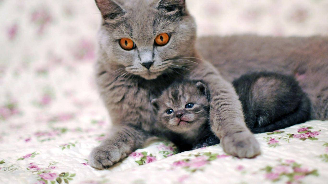 Gray Catand Kitten Cuddling.jpg Wallpaper