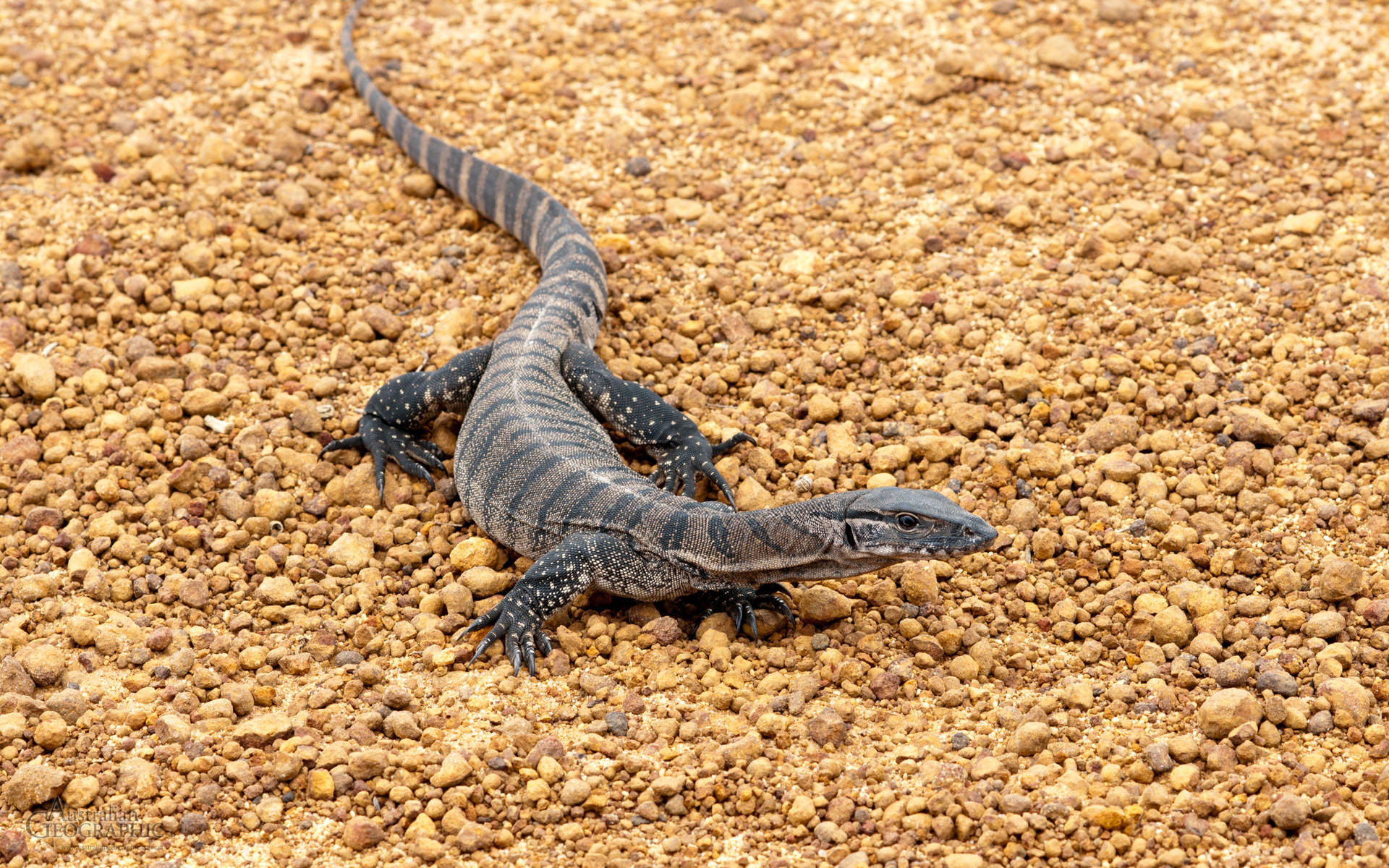 Grå farvet Komodo Dragon Monitor øgle Reptil Mønster Tapet Wallpaper