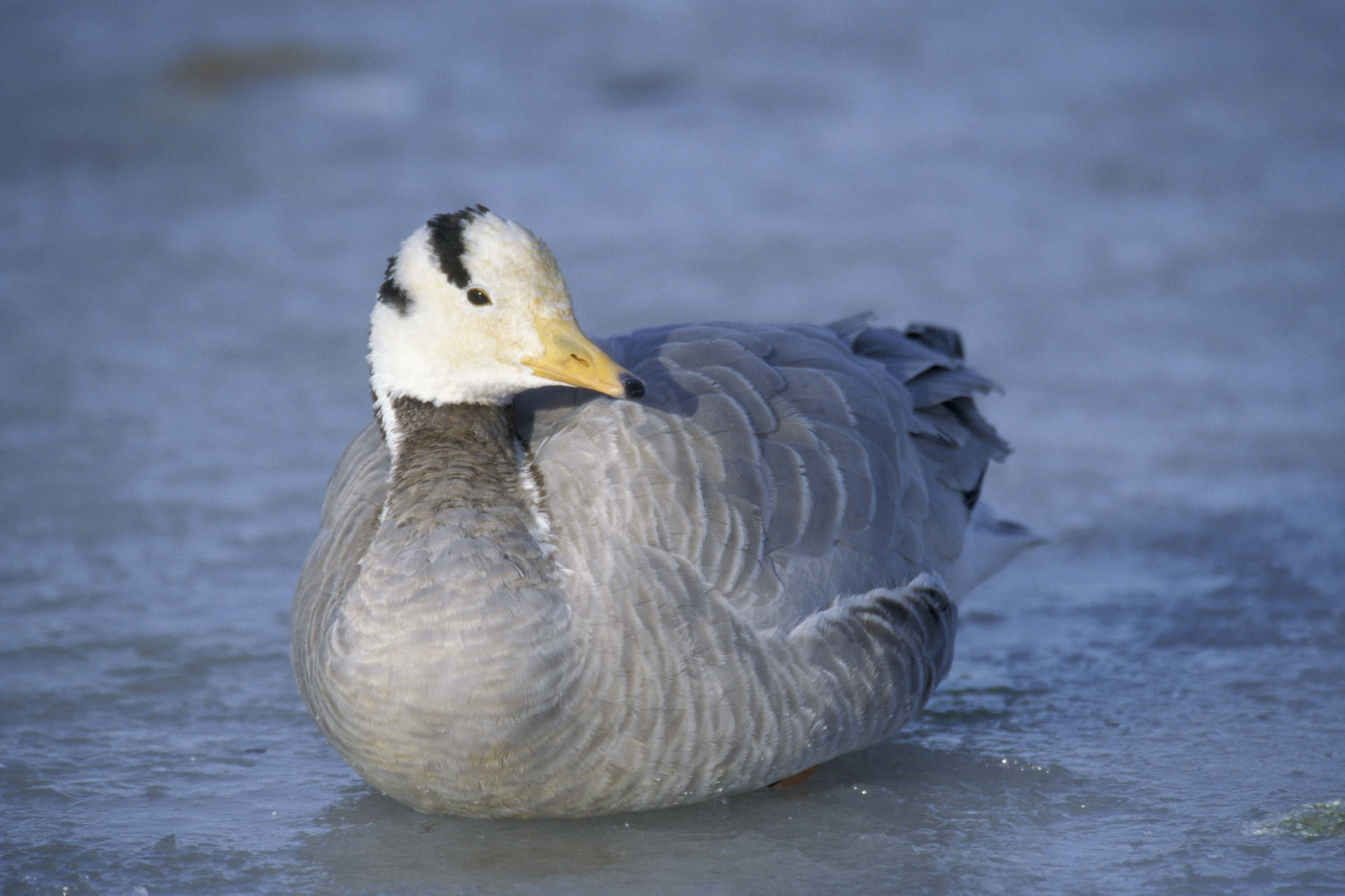 Gray Feathers Duck