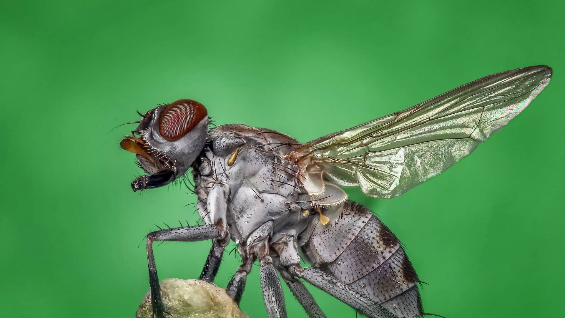 Gray fly perching on a leaf Wallpaper
