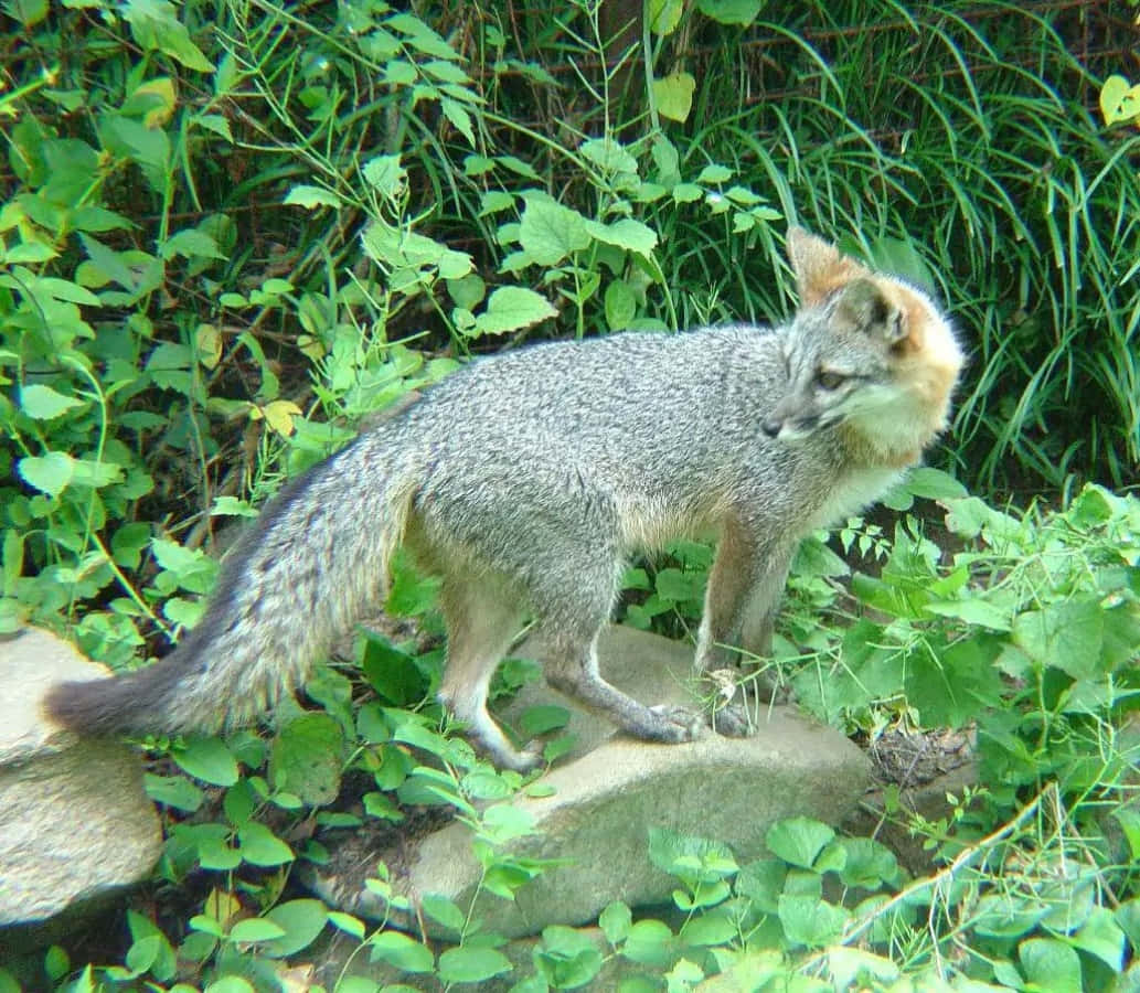 Gray Fox Enjoy The Nature