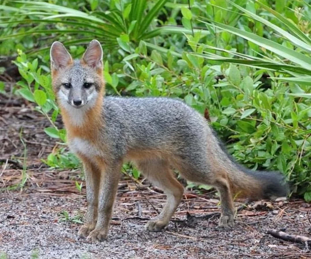 A Fox Standing On The Ground Near Some Plants