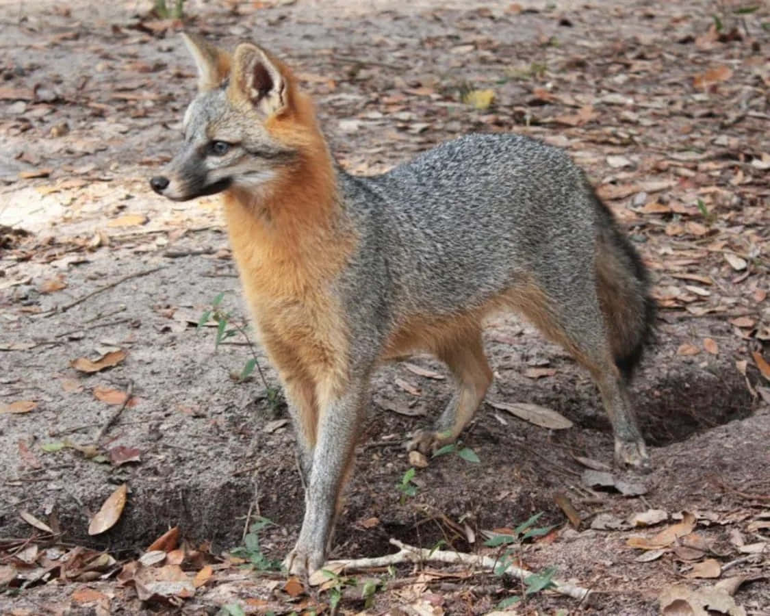 Gray Fox Close Up
