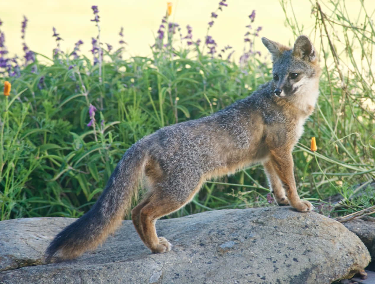 A Gray Fox Lurks In The Woods