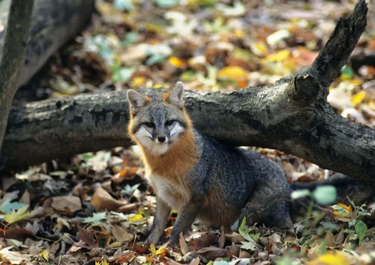 A Fox Sitting In The Leaves