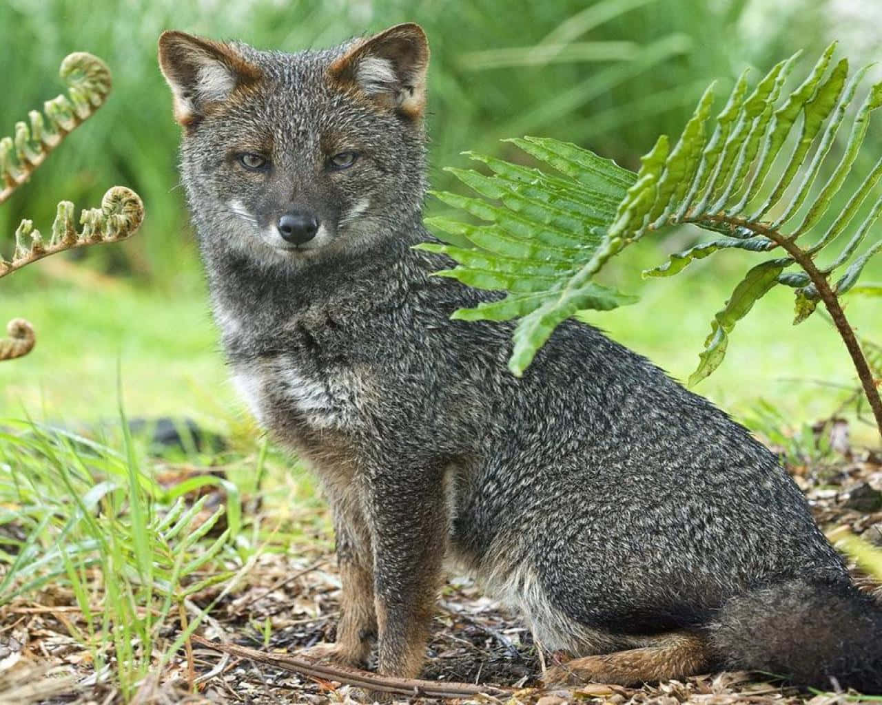 A Gray Fox Sitting atop a Tree Branch