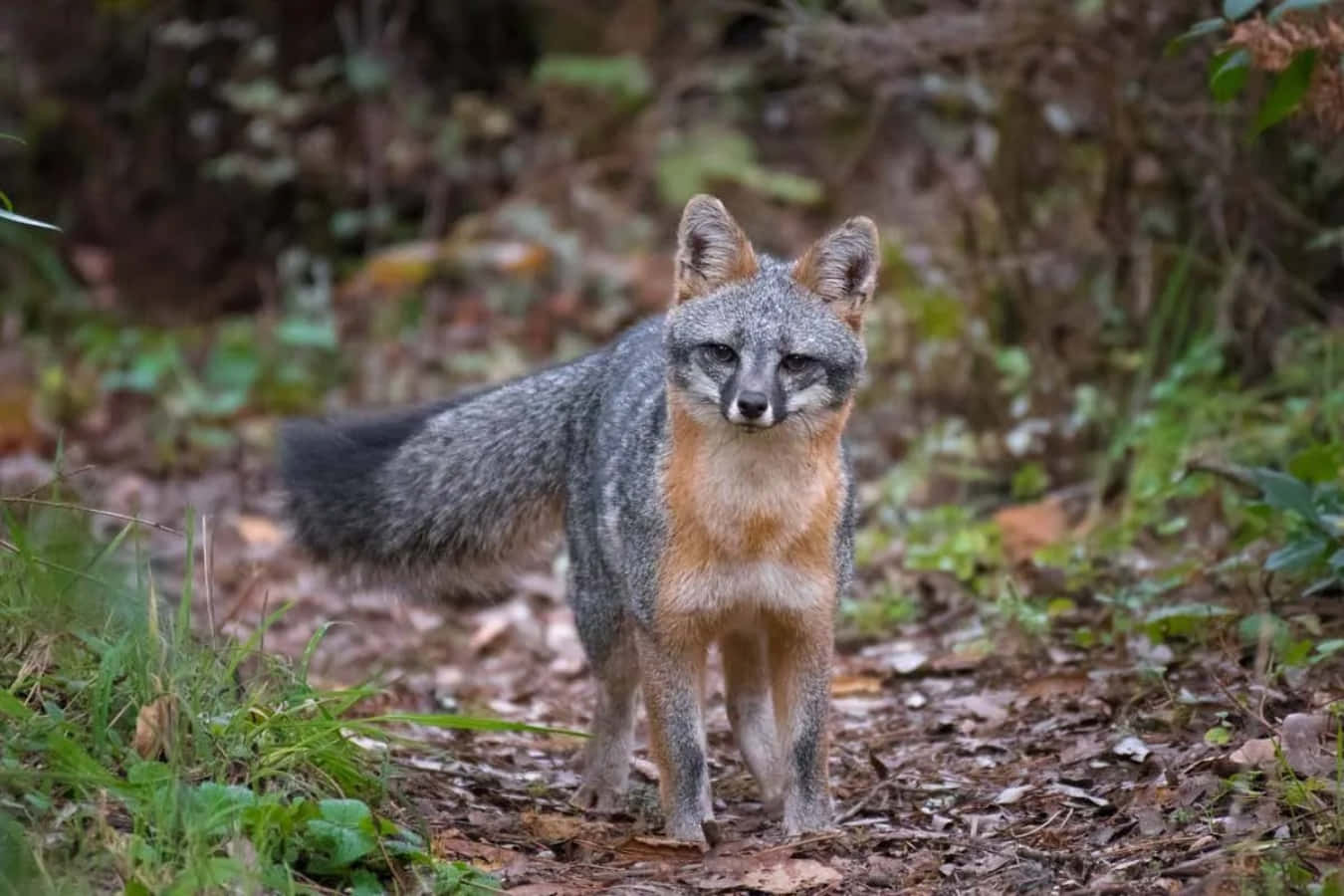 A gorgeous Gray Fox with magnificent eyes