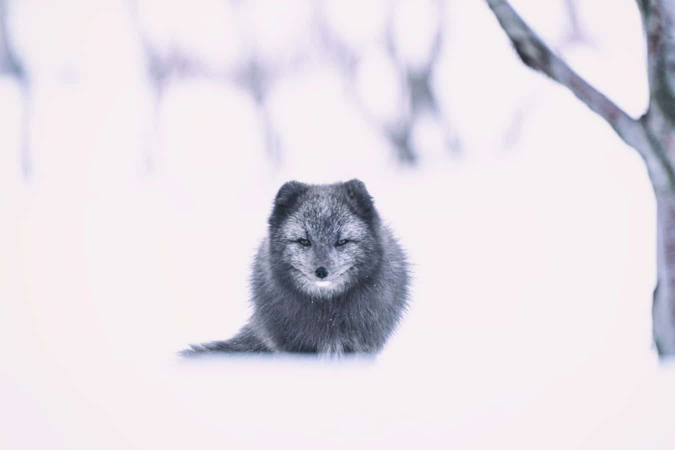 A Fox Is Standing In The Snow
