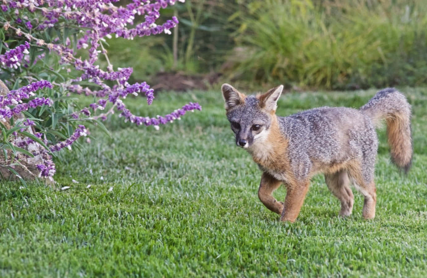 Majestic Gray Fox Running in the Forest