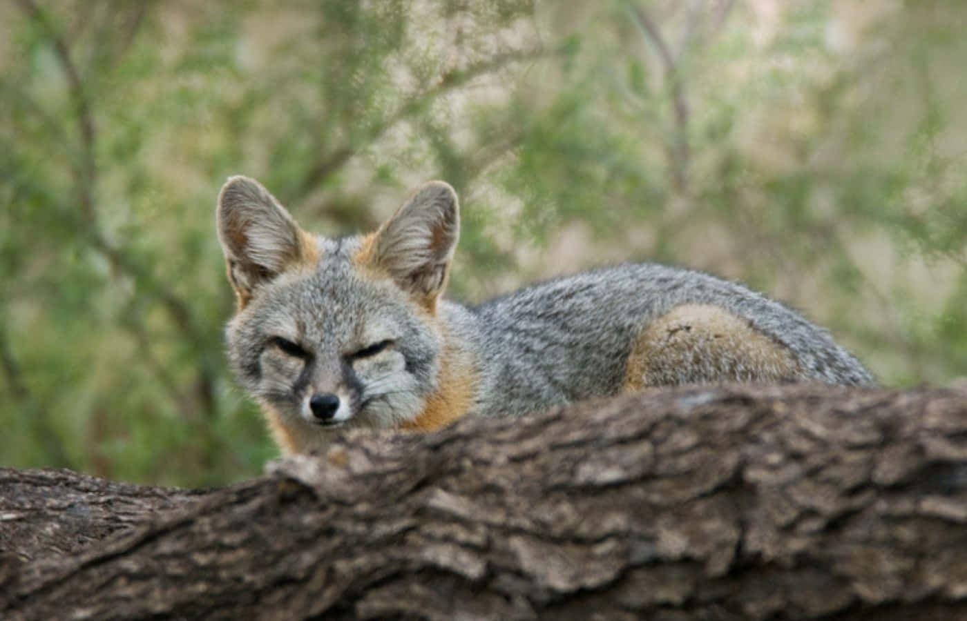 A Gray Fox Is Sitting On A Tree Branch