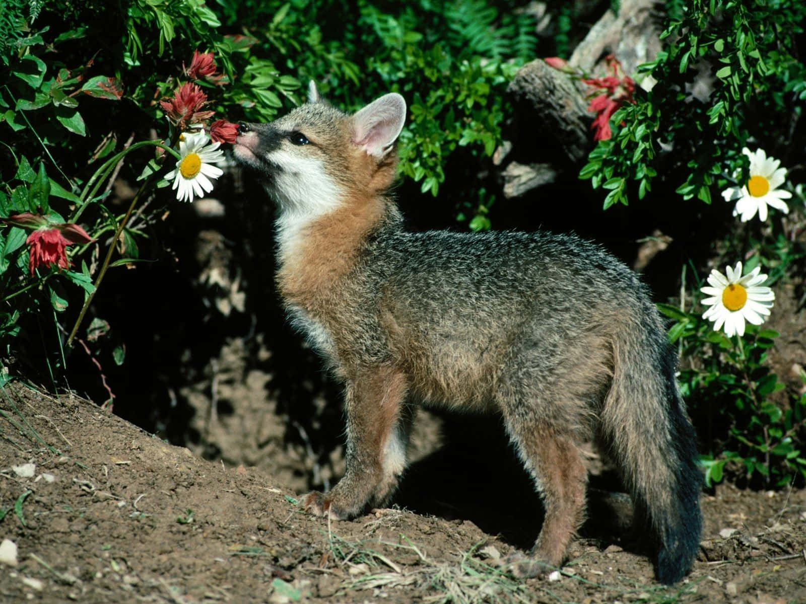 A Fox Is Sniffing Flowers In The Dirt