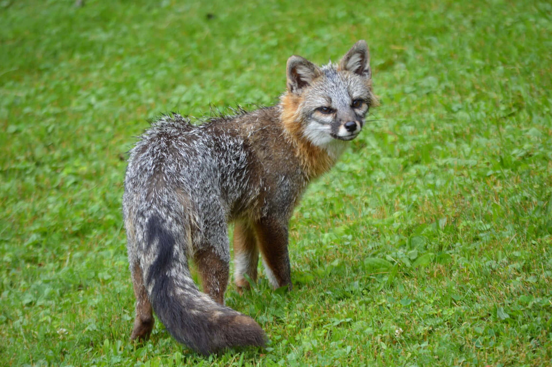 A Gray Fox Enjoying the Outdoors