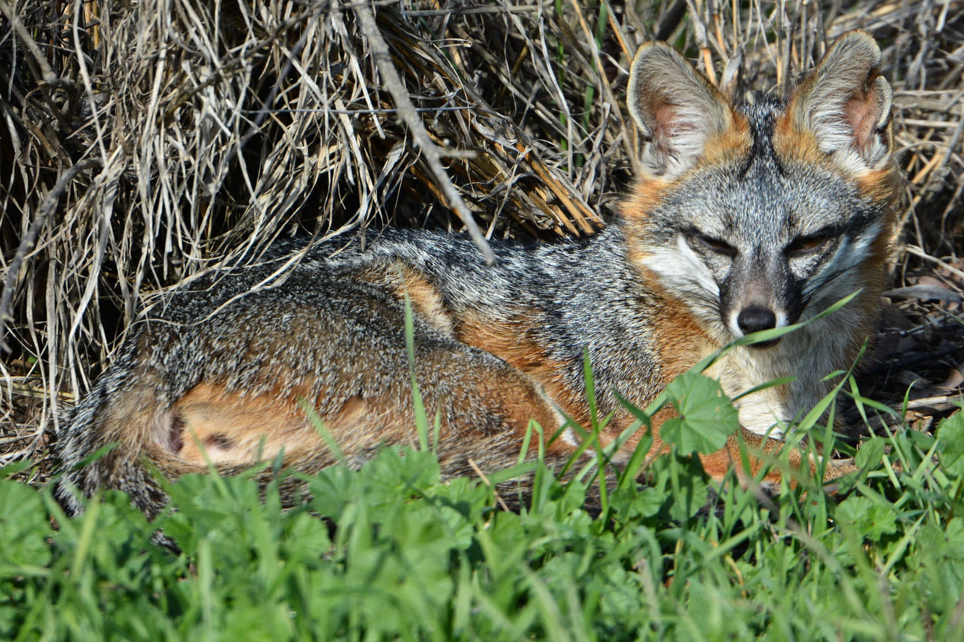 A Gray Fox In The Grass
