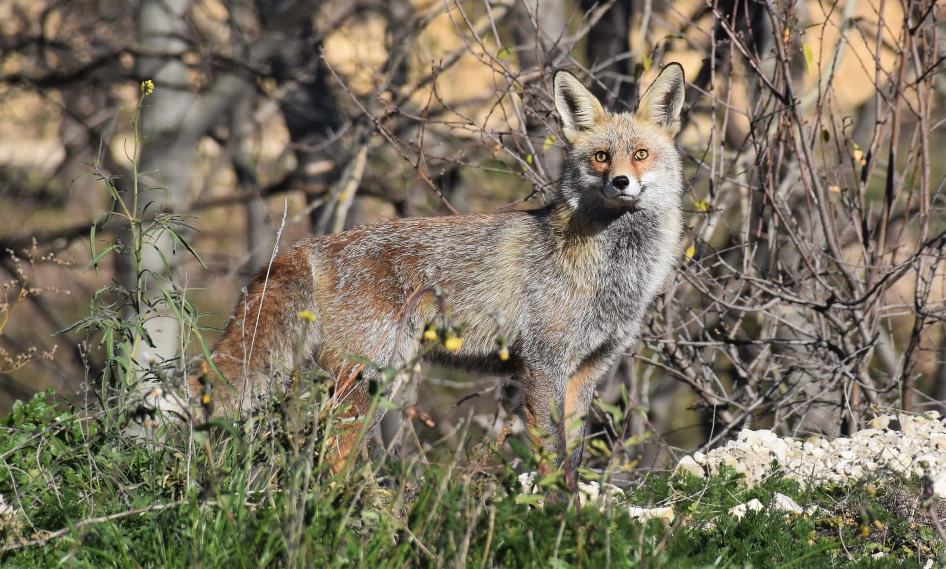 A Gray Fox emerging from a thicket of shrubs and foliage