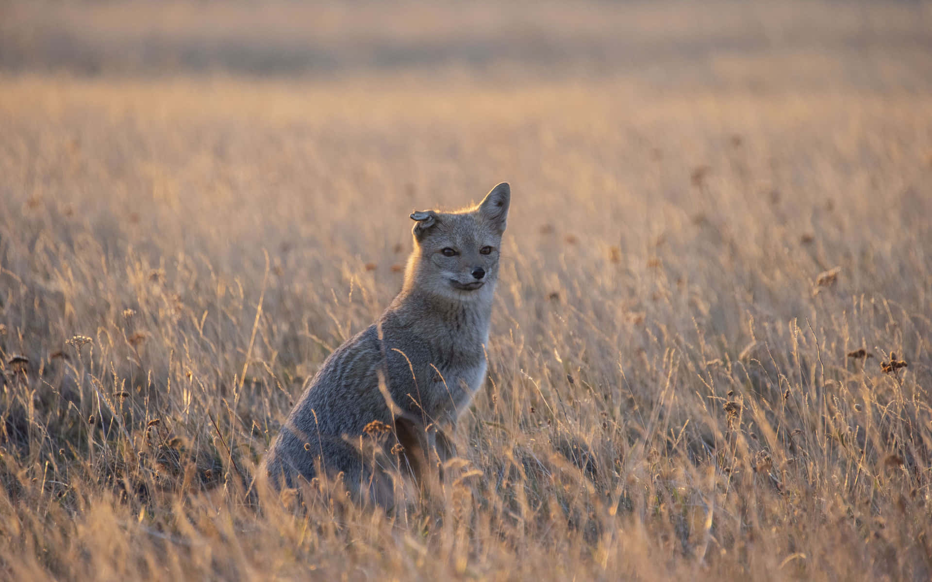 A gray fox sitting atop a rocky perch in its natural habitat.