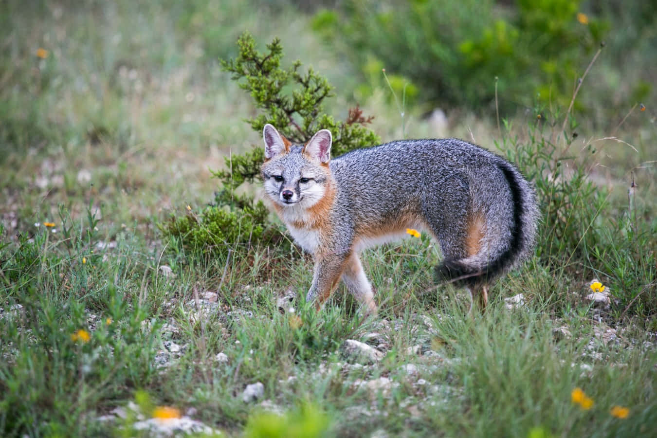 A Gray Fox Is Standing In The Grass