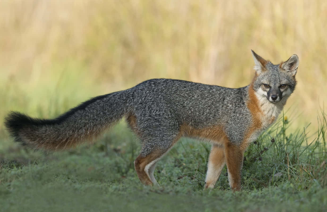 A Gray Fox exploring its habitat
