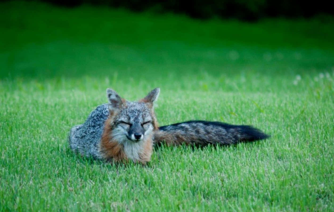 A Grey Fox Stops to Turn and Look