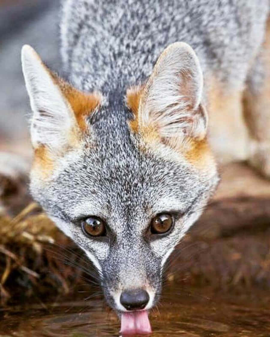 Look into the eyes of a Gray Fox