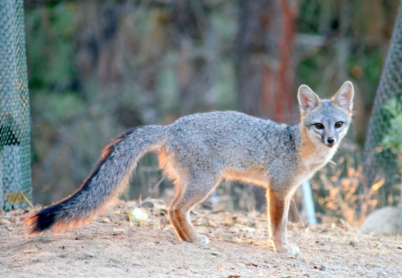 A Gray Fox Standing On A Dirt Road