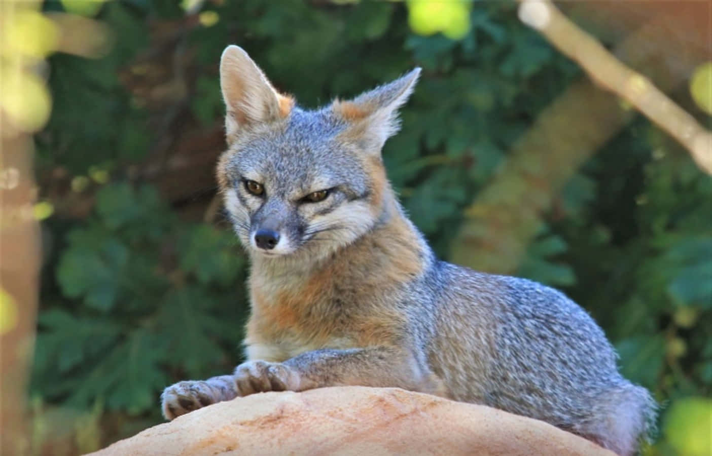 A Gray Fox Standing on the Rocks