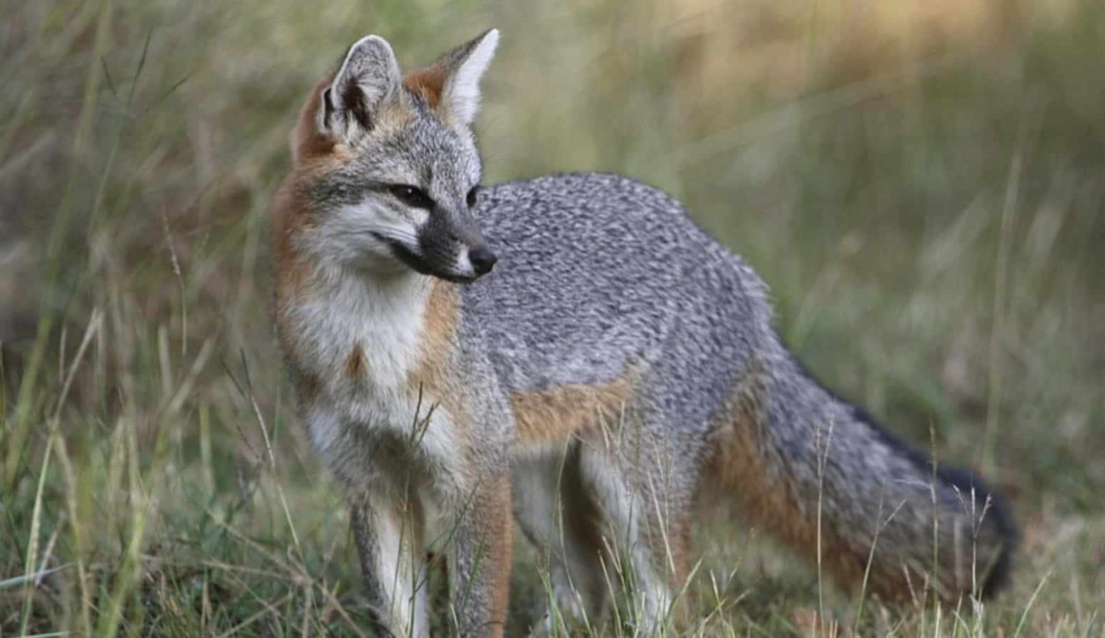 A gray fox walking in the countryside.