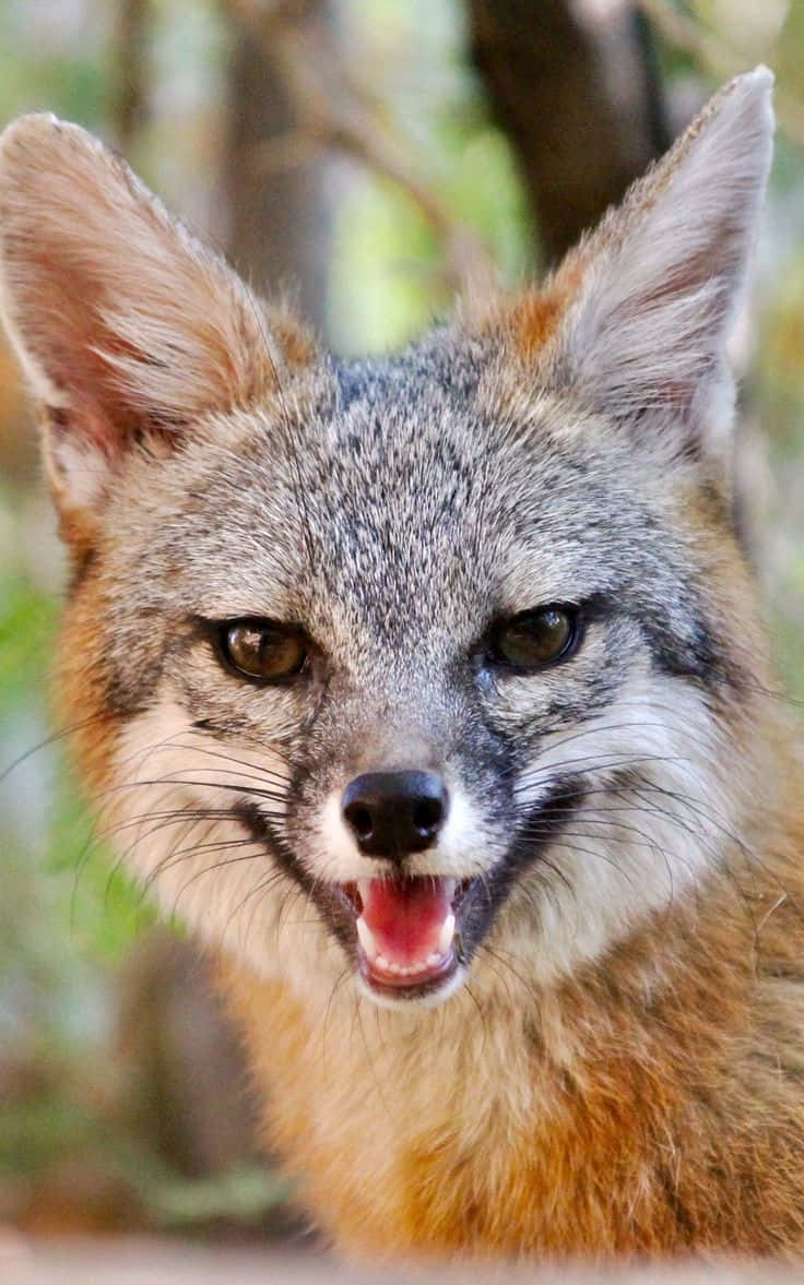 Gray Fox Portrait.jpg Wallpaper