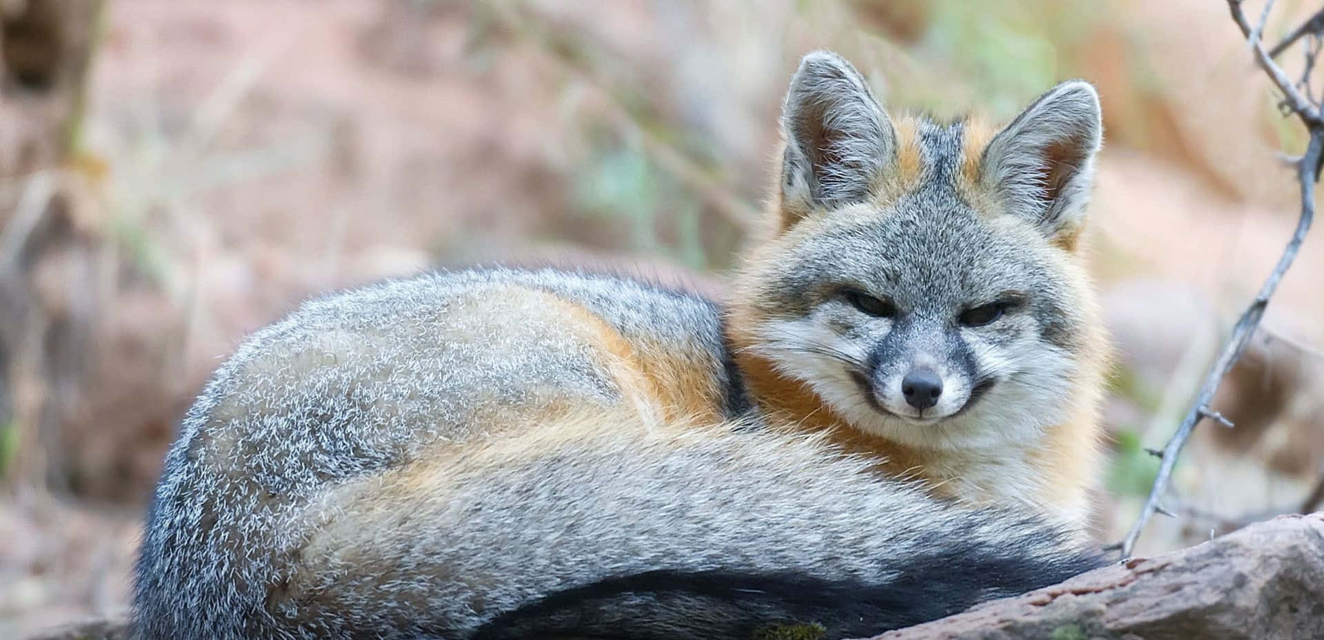 Gray Fox Resting Outdoors.jpg Wallpaper