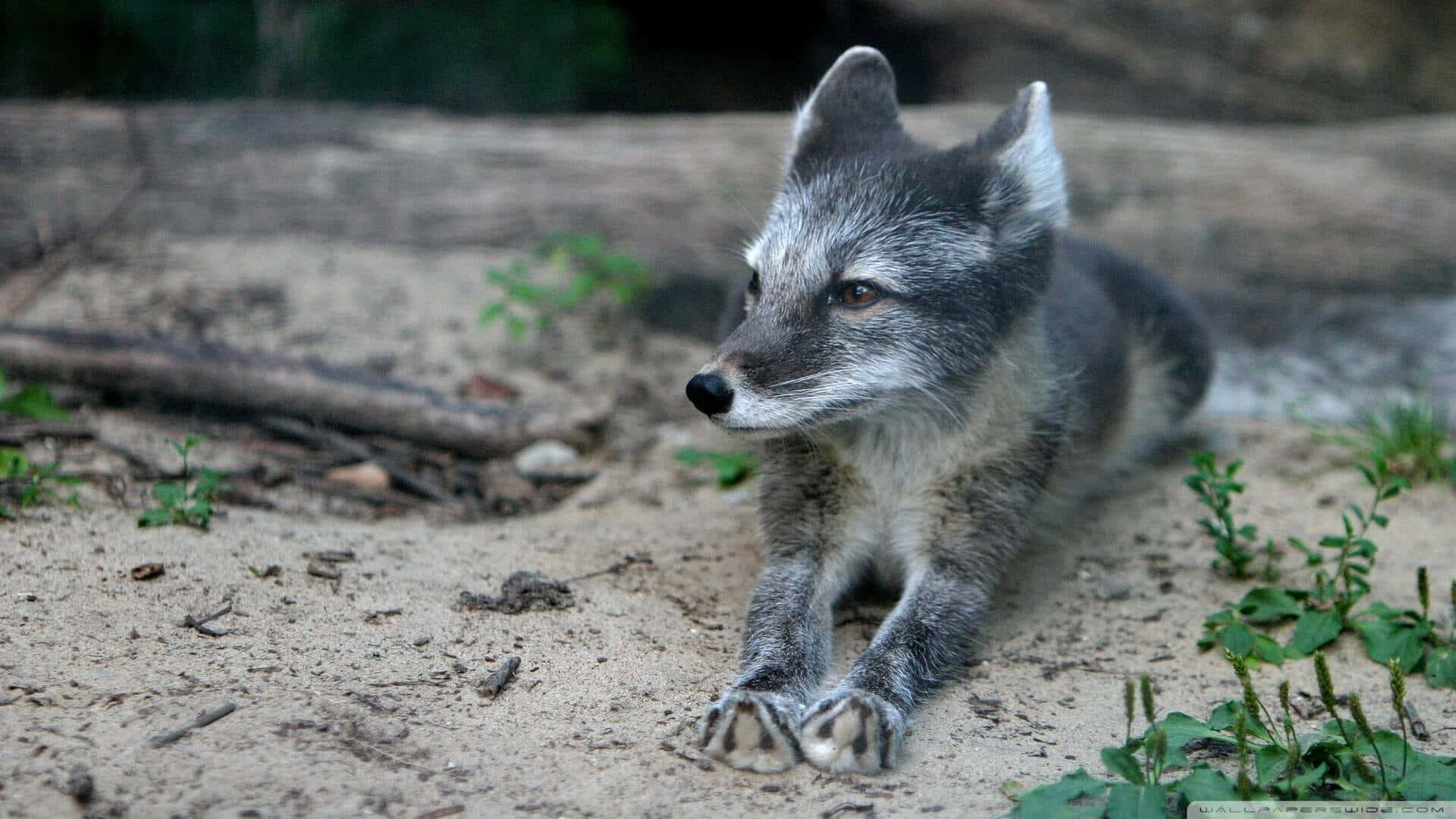 Gray Fox Restingon Ground Wallpaper