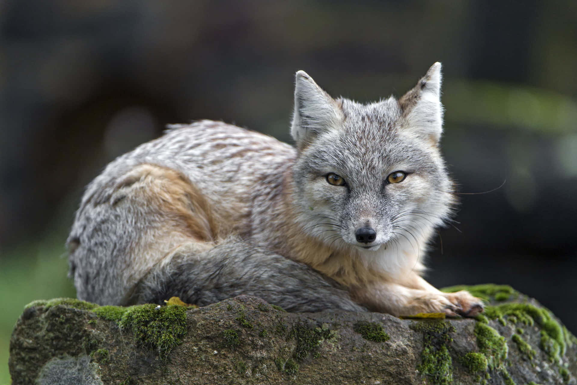 Gray Fox Restingon Rock Wallpaper