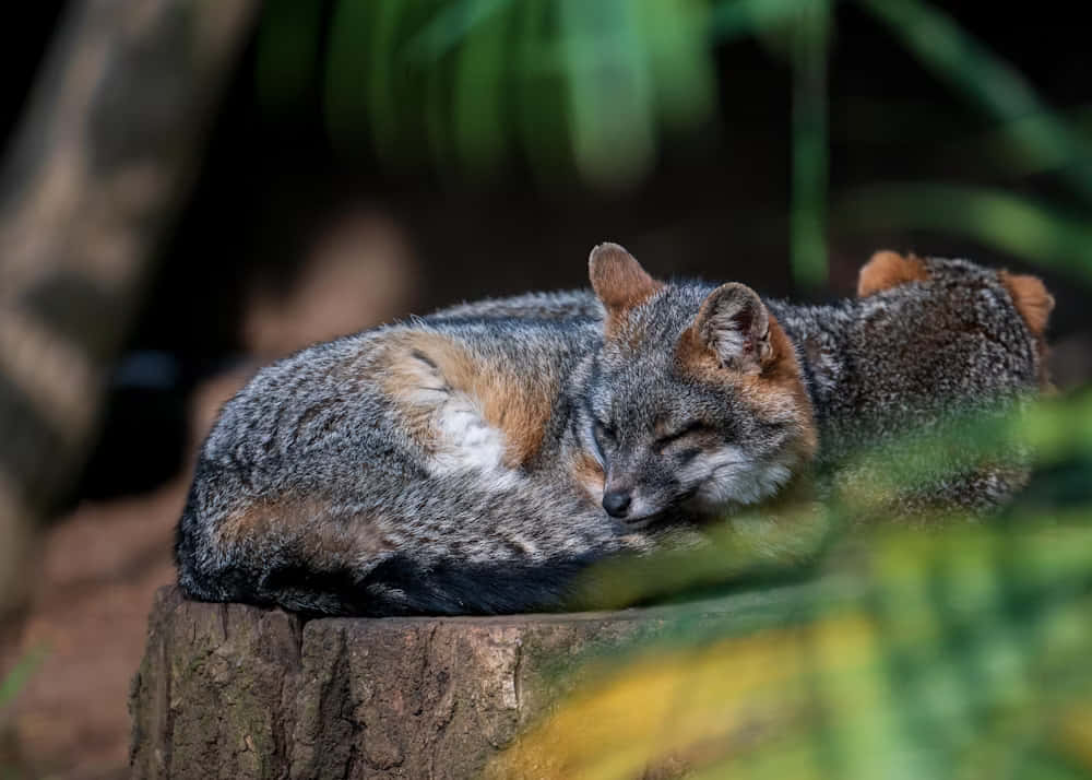 Gray Fox Restingon Tree Stump Wallpaper