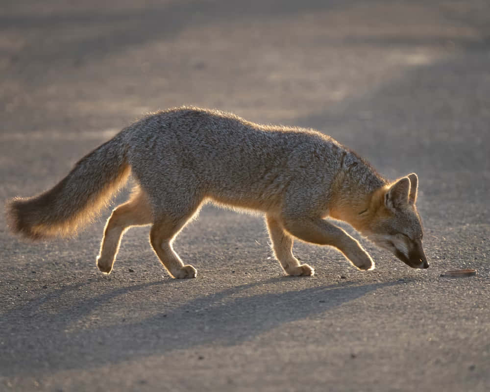 Gray Fox Sniffing Ground Wallpaper