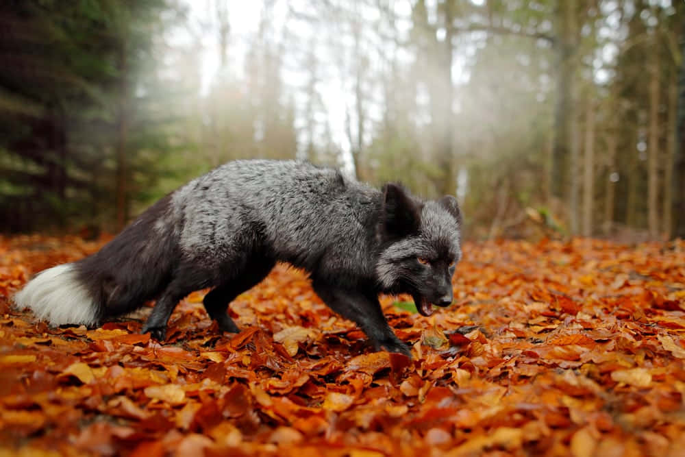 Gray Foxin Autumn Forest Wallpaper