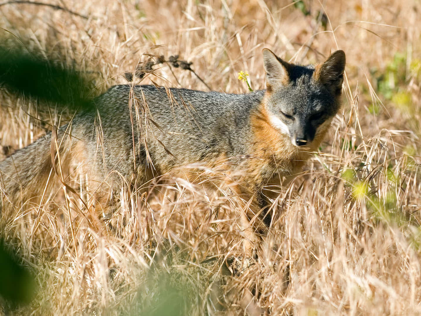 Gray Foxin Dry Grass Wallpaper