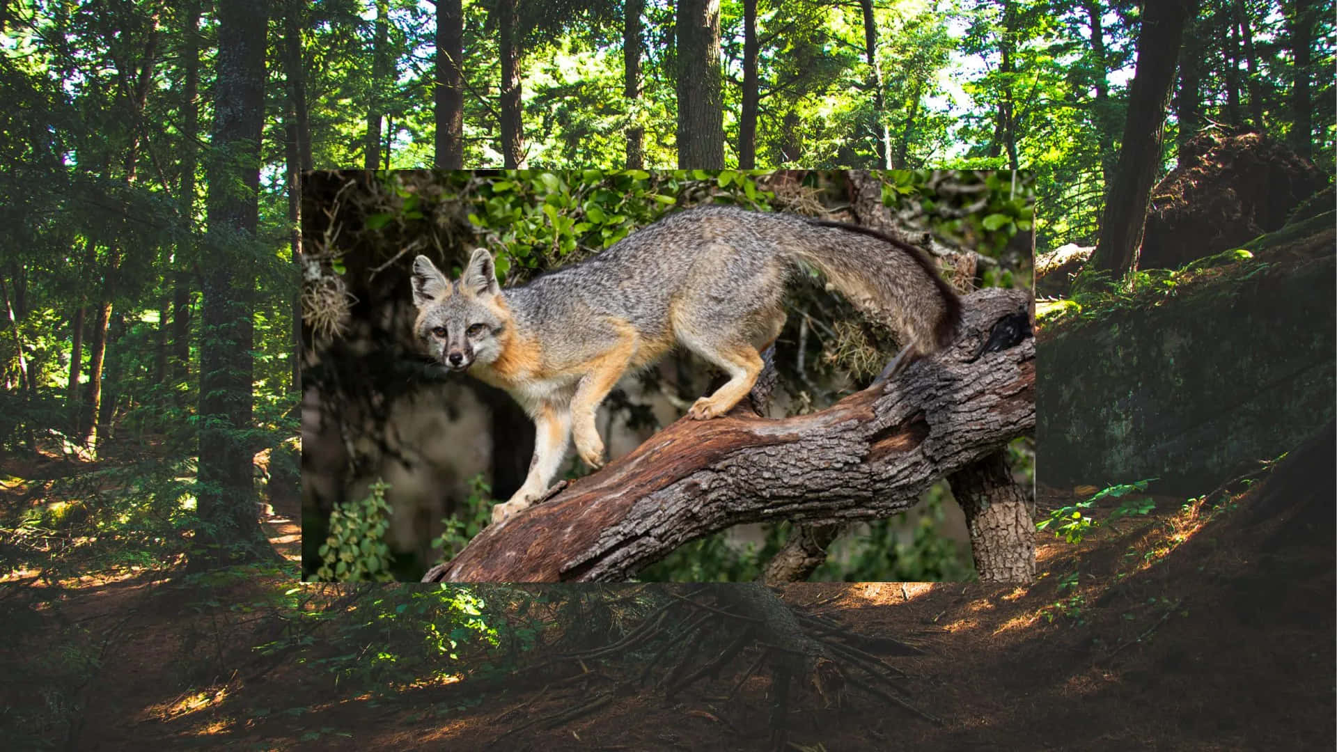 Gray Foxin Forest Habitat.jpg Wallpaper