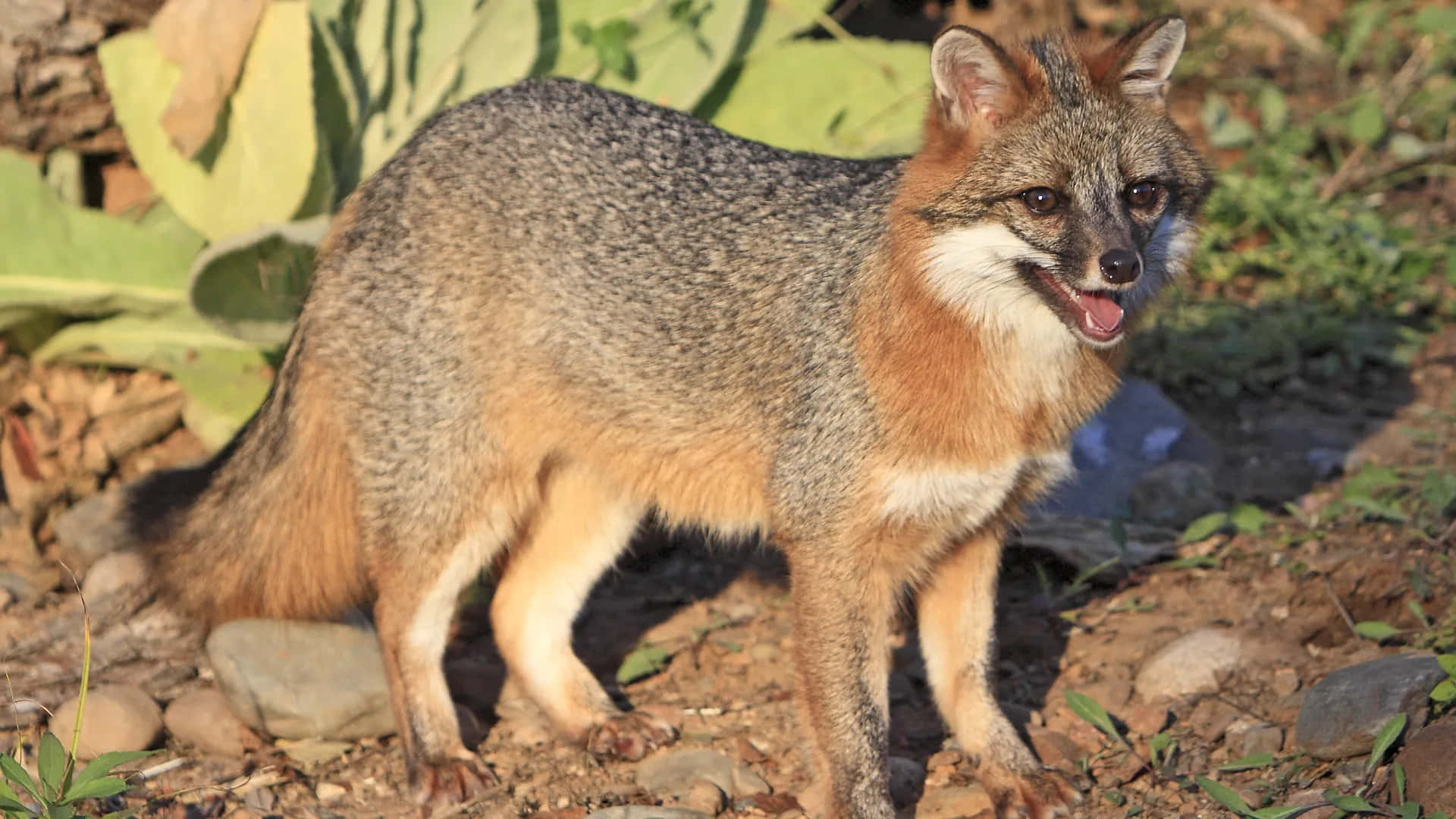 Gray Foxin Natural Habitat.jpg Wallpaper