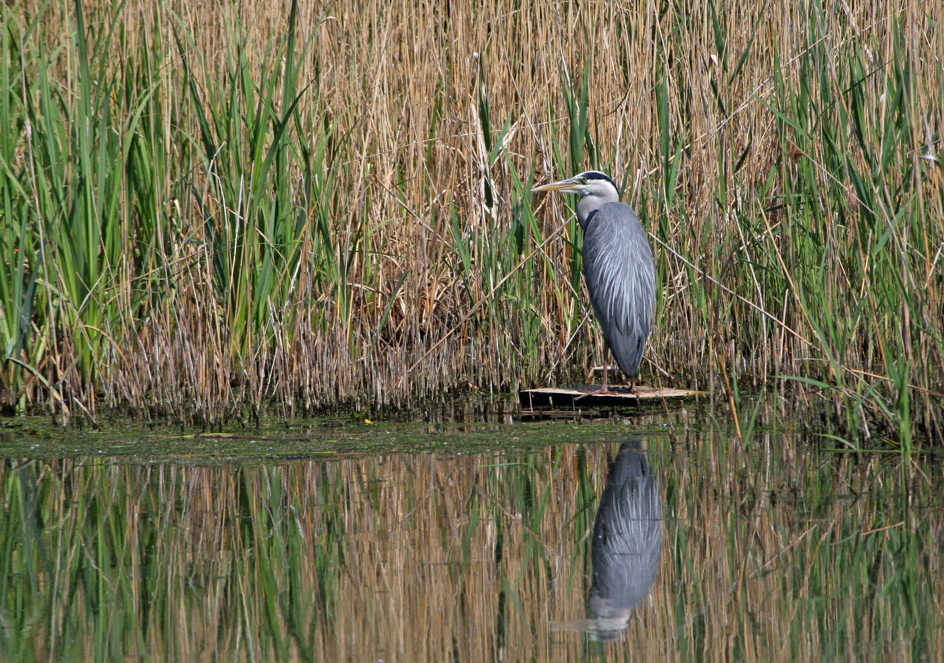 Gray Heron Everglades National Park Picture