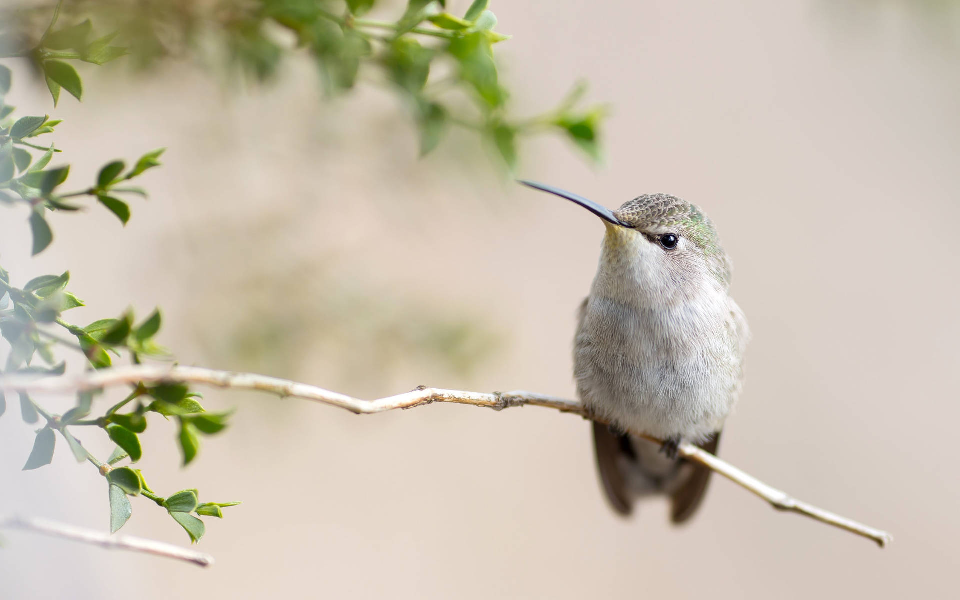 Gray Hummingbird On A Twig Wallpaper