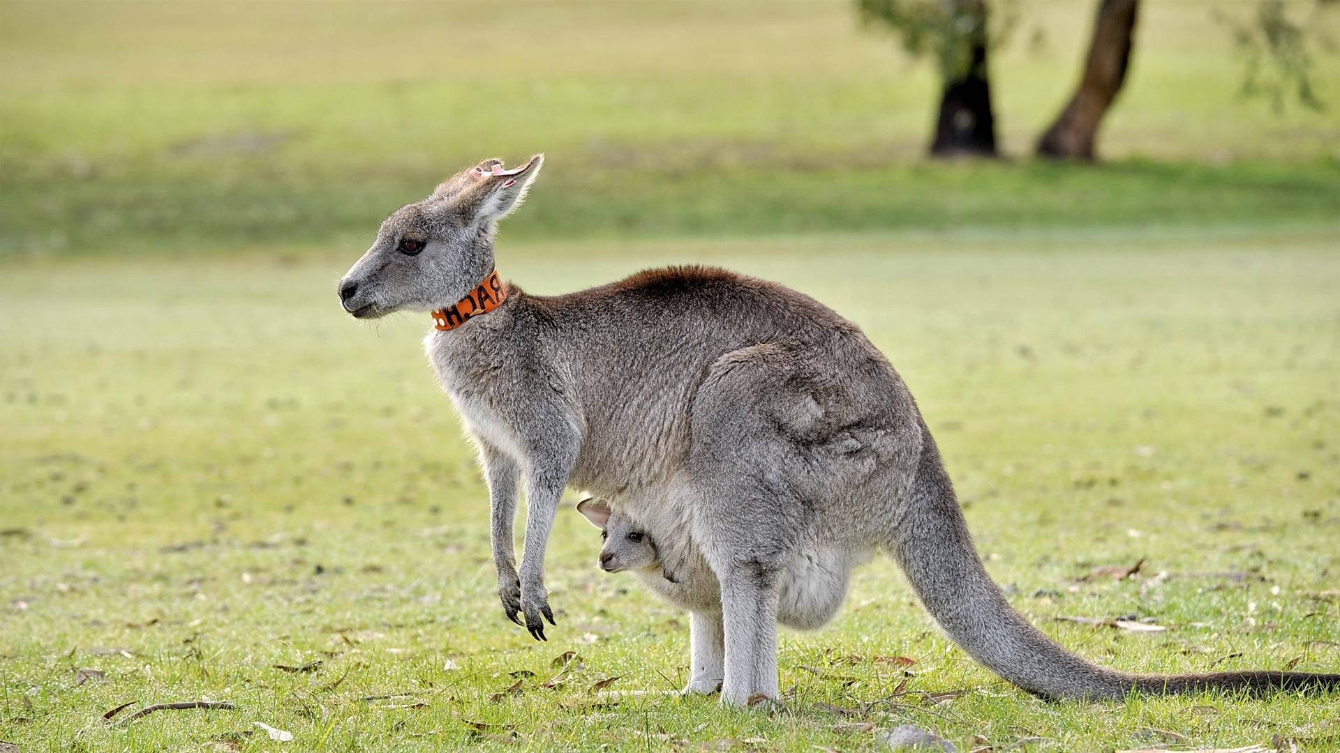 Gray Kangaroo Wallpaper
