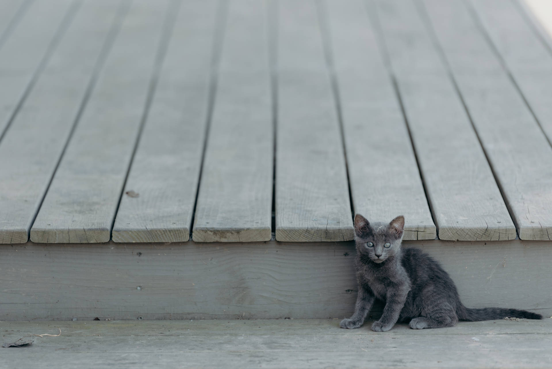 Gray Kitten On The Roof Wallpaper