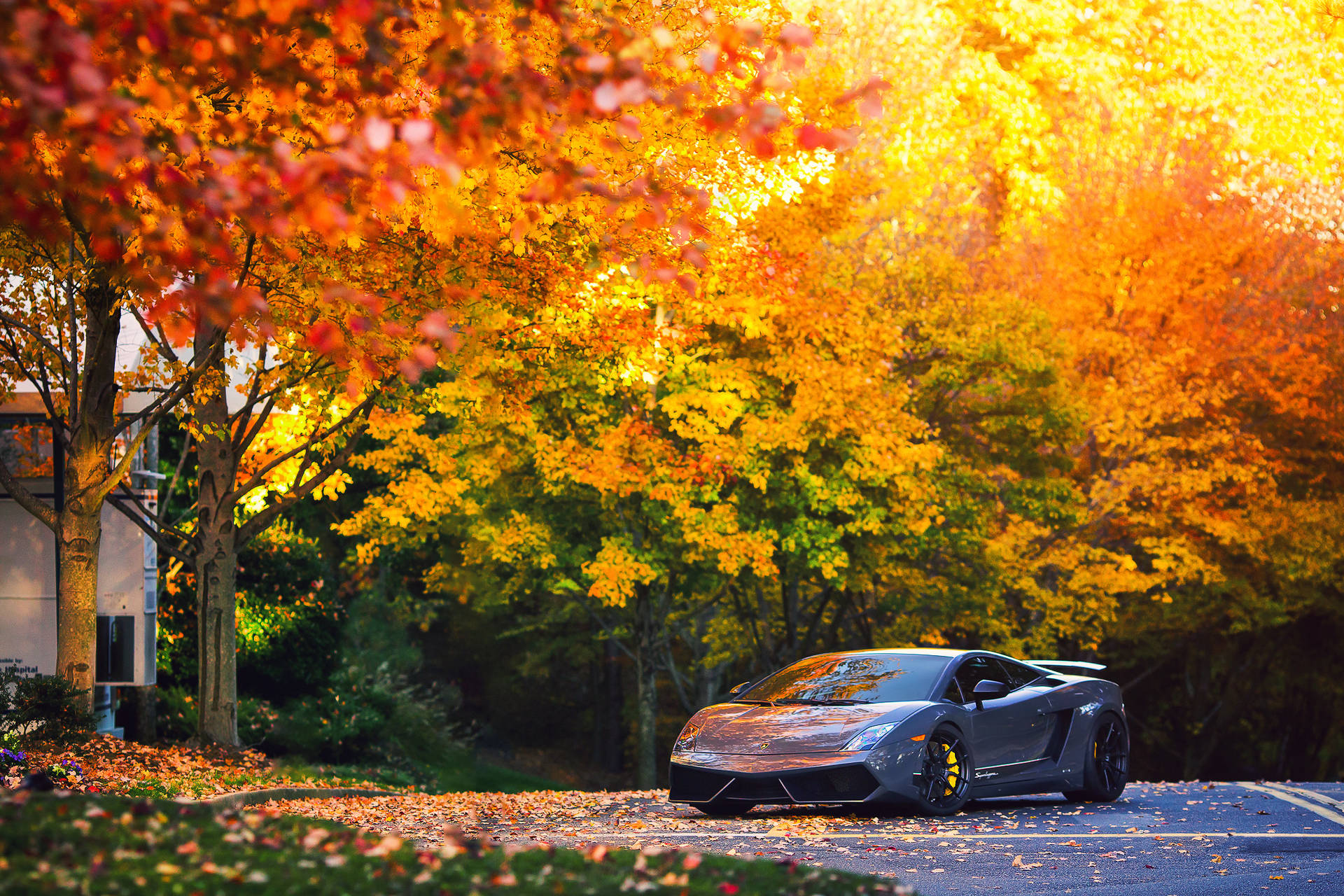 A beautiful Gray Lamborghini Gallardo making its way through the crispy autumn air. Wallpaper