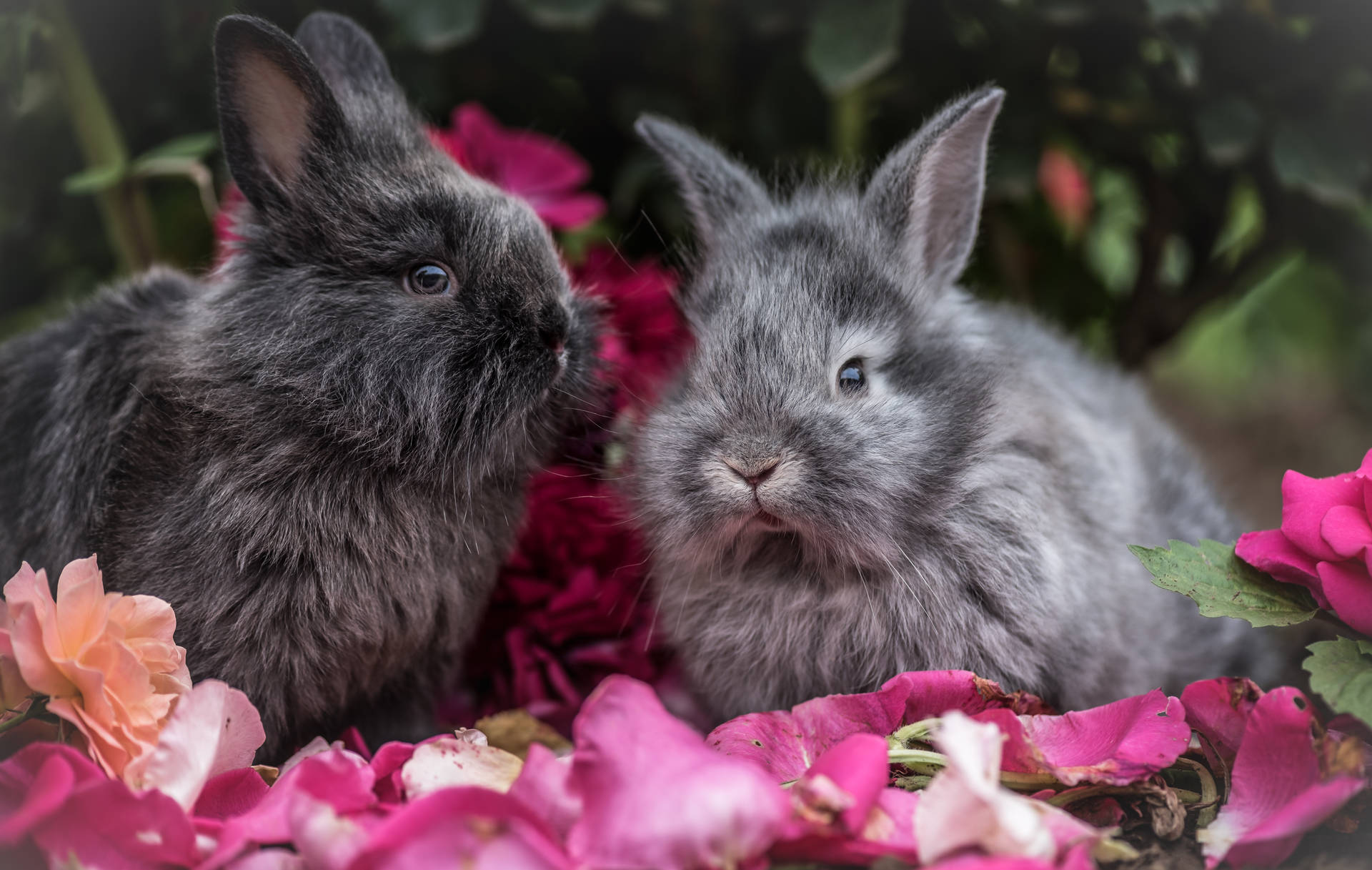 Gray Rabbits On Flower Petals