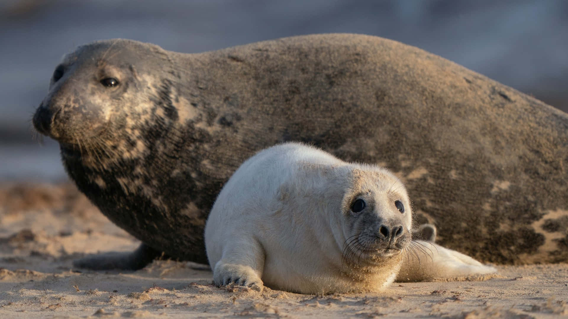 Gray Seal Adultand Pupon Sand Wallpaper