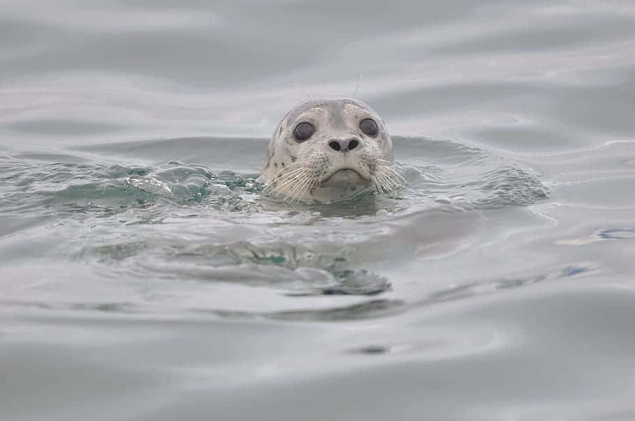 Gray Seal Peeking Above Water Wallpaper