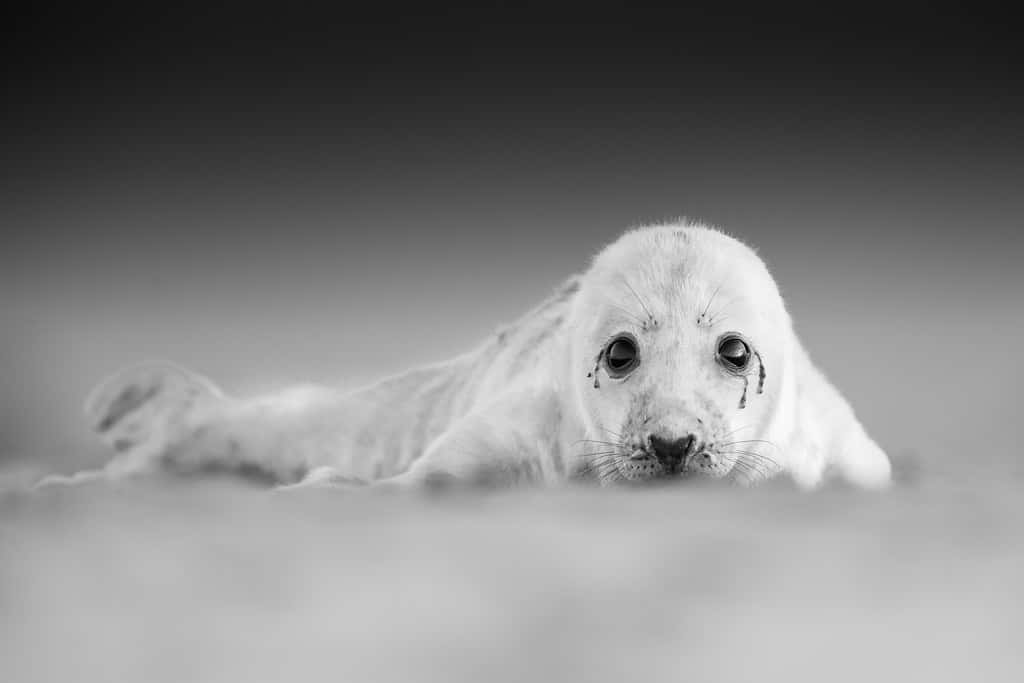 Gray Seal Pup Blackand White Portrait Wallpaper