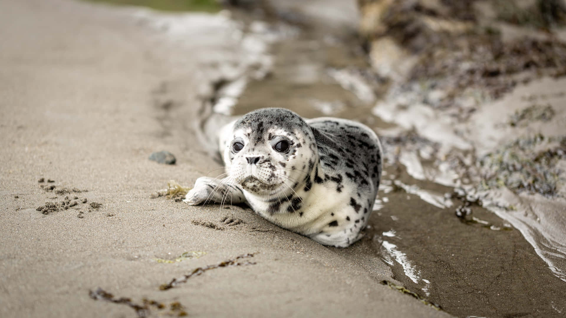 Gray Seal Pup Restingon Beach Wallpaper