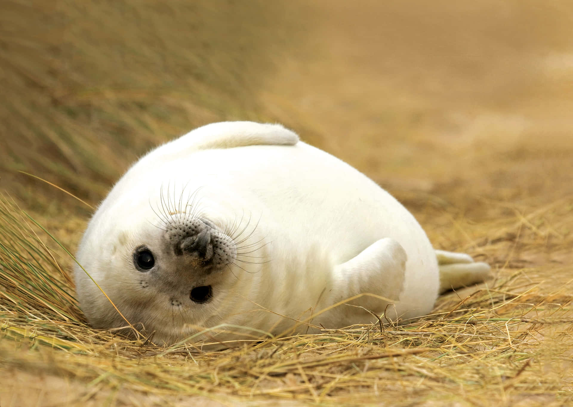 Gray Seal Pup Restingon Grass Wallpaper